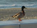 Picture Title - Beach Duck