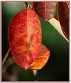 Picture Title - Autumn Leaf