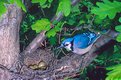 Picture Title - Blue Jay