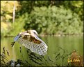 Picture Title - Barn Owl