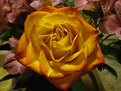 Picture Title - Sunset Rose