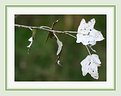 Picture Title - White Leaf