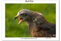 Picture Title - Red kite