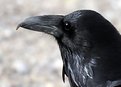 Picture Title - Raven 2