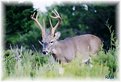 Picture Title - White Tail 1