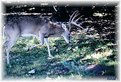 Picture Title - White Tail 2