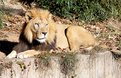 Picture Title - Zoo Lion in Velvia