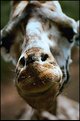 Picture Title - Giraffe