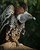 African Vulture