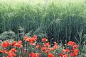 Picture Title - ...Where poppies grow