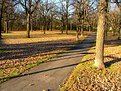 Picture Title - Leaves and Shadows