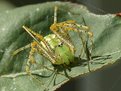 Picture Title - Green Lynx Spider