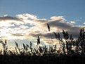 Picture Title - Reed in sunset