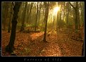 Picture Title - Forrest of Elfs