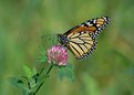 Picture Title - Monarch Butterfly