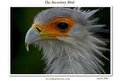 Picture Title - The Secretary Bird