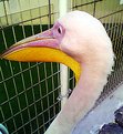 Picture Title - Stork