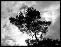 Picture Title - Contrast tree