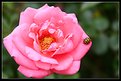 Picture Title - Pink Lady