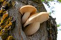 Picture Title - Mushrooms 4