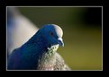 Picture Title - Pigeon 1