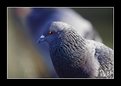 Picture Title - Pigeon 2