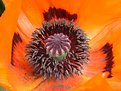 Picture Title - Poppy