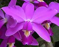 Picture Title - Purple Orchid