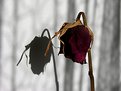 Picture Title - Dead Flower
