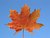 Maple leaf