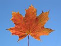 Picture Title - Maple leaf
