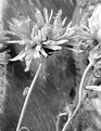 Picture Title - B&W Flowers