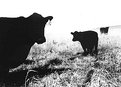 Picture Title - Aunt Millie's Cows