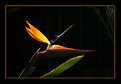 Picture Title - Bird of paradise