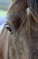 Picture Title - Equus Eye