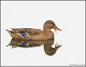 Picture Title - Female Mallard