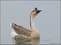 Picture Title - Domestic Goose