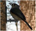 Picture Title - Titmouse