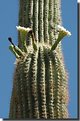 Picture Title - Saguaro #2