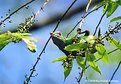 Picture Title - Brown Headed Barbet