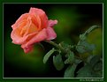 Picture Title - Fresh Rose