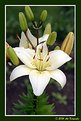 Picture Title - Petals and pods