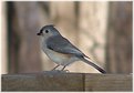 Picture Title - Titmouse #2