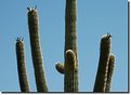 Picture Title - Saguaro #3