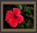 Picture Title - Round Rock Hibiscus