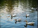 Picture Title - Patos