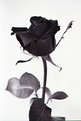 Picture Title - BLACK ROSE