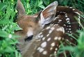 Picture Title - Fawn in Spring