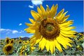 Picture Title - Just sunflower