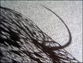 Picture Title - Shadow